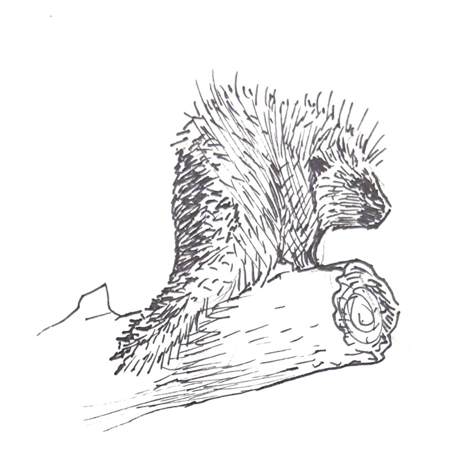 drawing of a porcupine